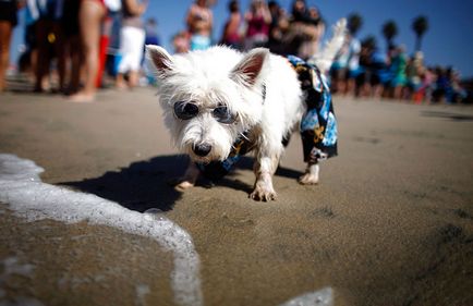 Dog surfing, știri de fotografie