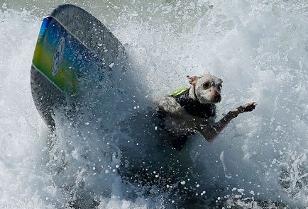 Dog surfing, știri de fotografie