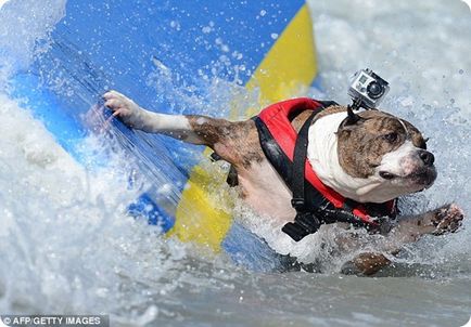 Câini în Surfing