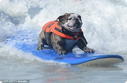 Câini în Surfing