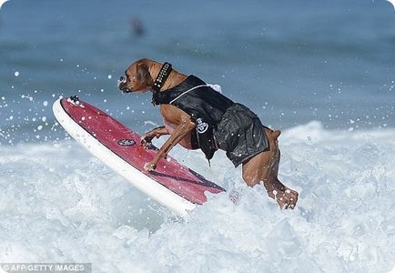 Câini în Surfing