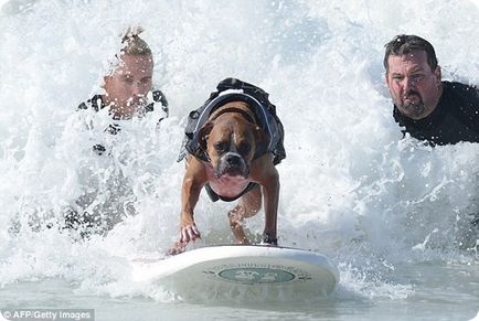 Câini în Surfing