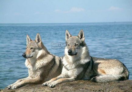 Câini asemănătoare cu lupii, așa cum se numește rasa, și caracteristicile sale - un site despre câini