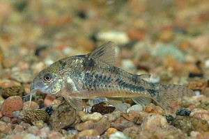 Pettyes harcsa Corydoras akváriumi halak