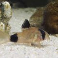 Pettyes harcsa Corydoras akváriumi halak