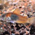 Пъстри сомчета Corydoras аквариум риба