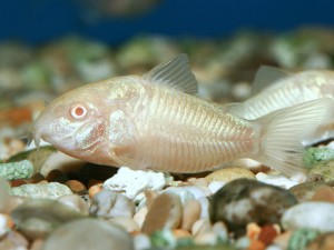 Harcsa pettyes Corydoras akváriumi halak (keresztek kaptunk) Pettyes harcsa Corydoras akváriumi halak