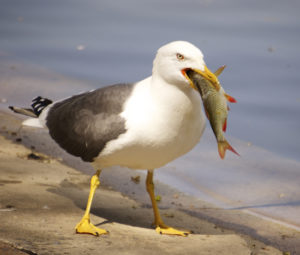 Visul pescăruie zboară albă peste capul lor într-un vis pentru a vedea ce vise