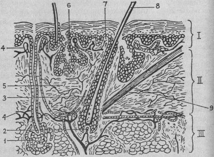 Compoziția și structura părului și a scalpului