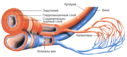 Arte vasculare, venele, capilare