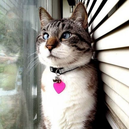 Spangle - cea mai drăguță pisică încrucișată pe Internet - o sursă de bună dispoziție