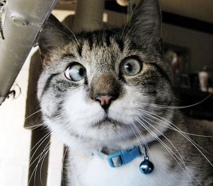 Spangle - cea mai drăguță pisică încrucișată pe Internet - o sursă de bună dispoziție