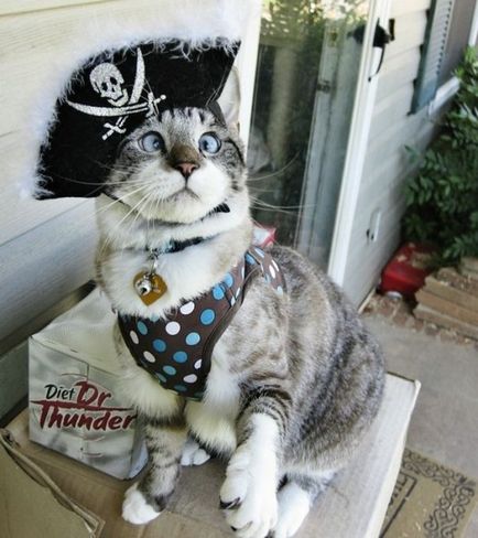 Спанглс - наймиліший косоокий кіт в інтернеті - джерело гарного настрою