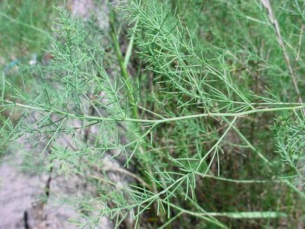 Asparagus Officinalis описание на полезни свойства, използването на