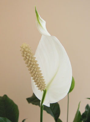 Spathiphyllum - 