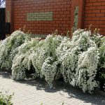 Specii și soiuri Spiraea, moduri de reproducere, debarcare pe teren deschis