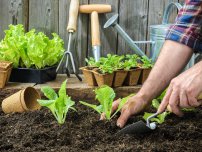 Modalități de plantare a cartofilor, grădinar (gospodărie)