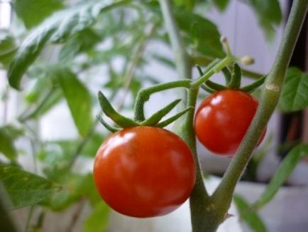 Середньостиглі томати відкритого грунту сорту