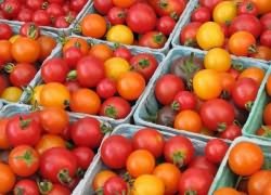 Середньостиглі томати відкритого грунту сорту