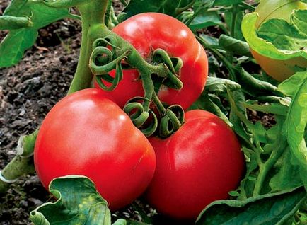 Середні сорти томатів теплиць помідори середньорослі, середньостиглі для уралу