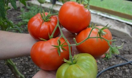 Soiurile medii ale tomatelor de tomate sunt de dimensiuni medii, medii coapte pentru urale