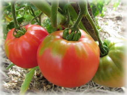 Soiurile medii ale tomatelor de tomate sunt de dimensiuni medii, medii coapte pentru urale