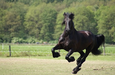 Viteza medie a calului care se dezvoltă cu un călăreț și fără