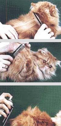 ápolás macska