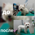 Îngrijirea câinilor în cartierul Dmitrovsky
