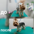 Kutyakozmetika a Dmitrov kerületben