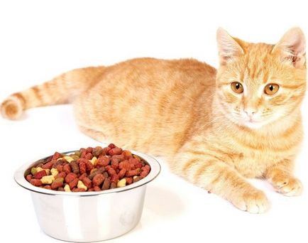 Сухий корм для котів корисний чи ні
