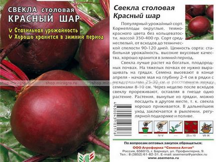 Буряк посадка, догляд, особливості вирощування у відкритому грунті, які сорти буряка краще