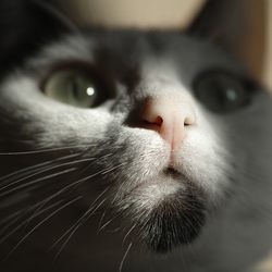 Свистяче дихання у кішки, можливі причини - все про котів і кішок з любов'ю