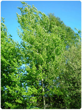 Aspen Tree Properties