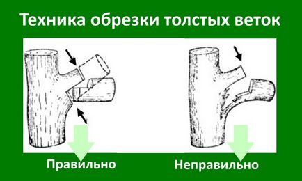 Schema de tăiere a pomilor fructiferi în regulile și recomandările de primăvară