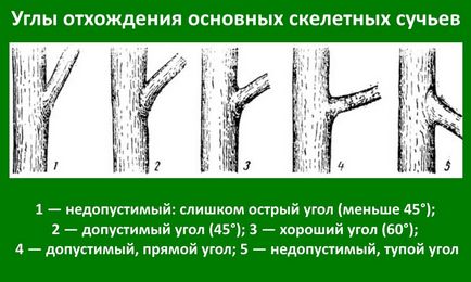 Схема обрізки плодових дерев навесні правила і рекомендації