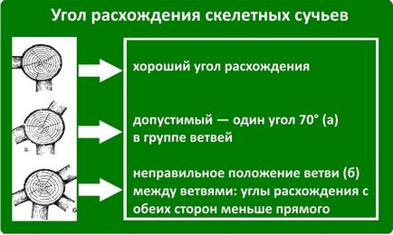 Schema de tăiere a pomilor fructiferi în regulile și recomandările de primăvară