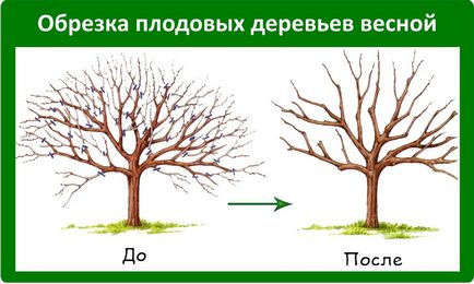 Schema de tăiere a pomilor fructiferi în regulile și recomandările de primăvară