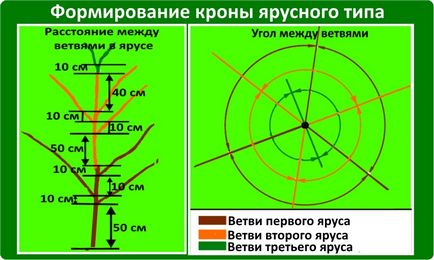 Схема обрізки плодових дерев навесні правила і рекомендації