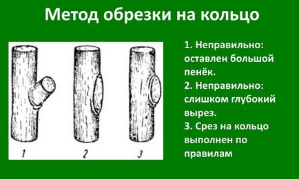 Схема обрізки плодових дерев навесні правила і рекомендації