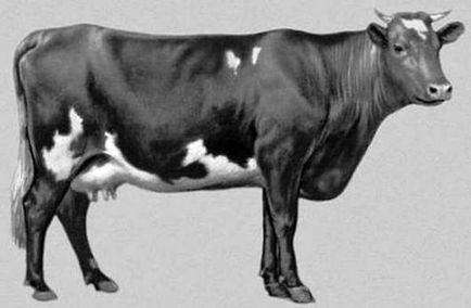 Tagulskaya rasă de vaci