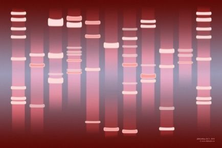 Тапотілі ДНК-дослідження по ідентифікації особистості і встановлення спірного спорідненості і багато іншого