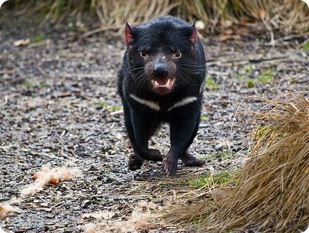 Tasmanian diavolul (lat
