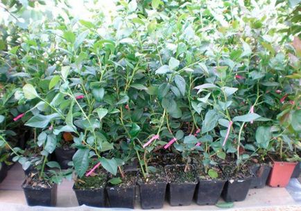 Теплиця для лохини особливості вирощування та догляду, врожайність лохини в теплицях фото -