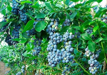 Sera pentru afine are caracteristici de creștere și îngrijire, productivitatea afinelor în sere Foto -