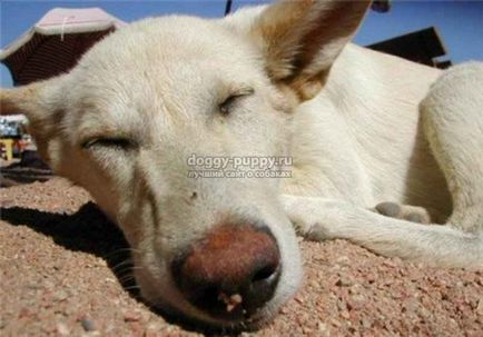 Тепловий удар у собаки симптоми, перша допомога і наслідки - тваринний світ