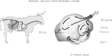 Tympanic rumen în vaca cauze, tratament, diagnostic