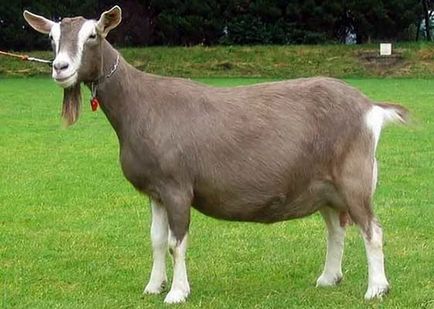 Тоггенбургской порода кіз опис, характеристики