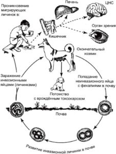 Токсокароз лікування і симптоми у людини (фото, відео)