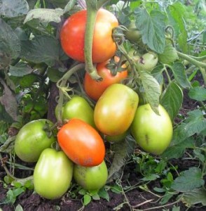Tomatele sunt subdimensionate - mijlocii, portal de gradina, stiri de gradina, gradina